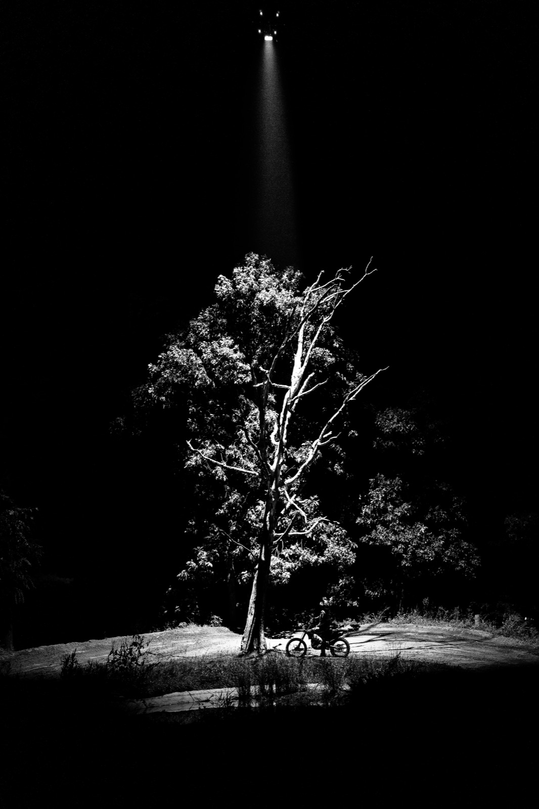 A lone tree carved out of the darkness by a single drone-mounted beam of light.